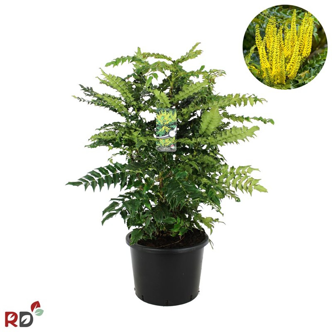 Mahonia media 'Charity' - C20 100-125 CM